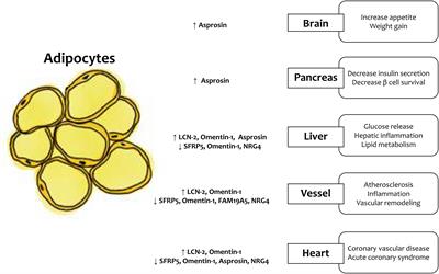 Newly Discovered Adipokines: Pathophysiological Link Between Obesity and Cardiometabolic Disorders